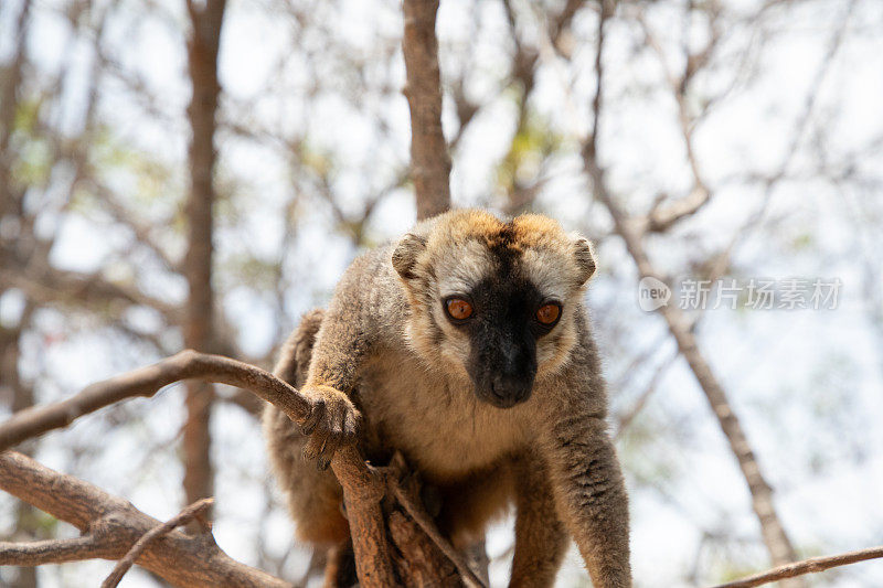 可爱的棕色狐猴(Eulemur fulvus)有橙色的眼睛。